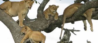 Tree-climbing Lion